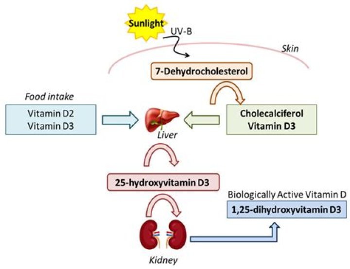 Is vitamin D stored in the liver?