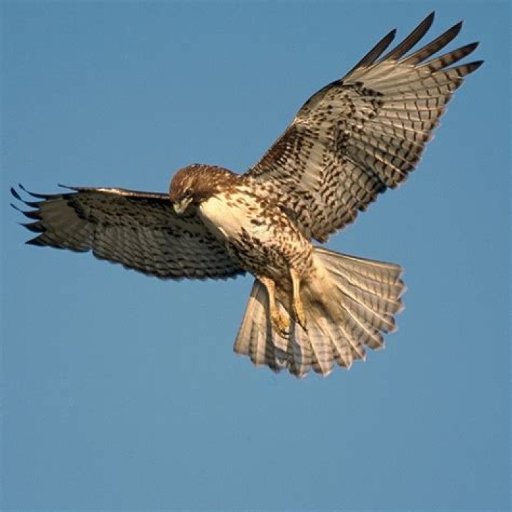 Is wandle a hawk?
