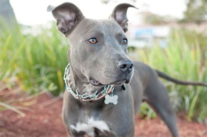 Should dogs wear collars all the time?