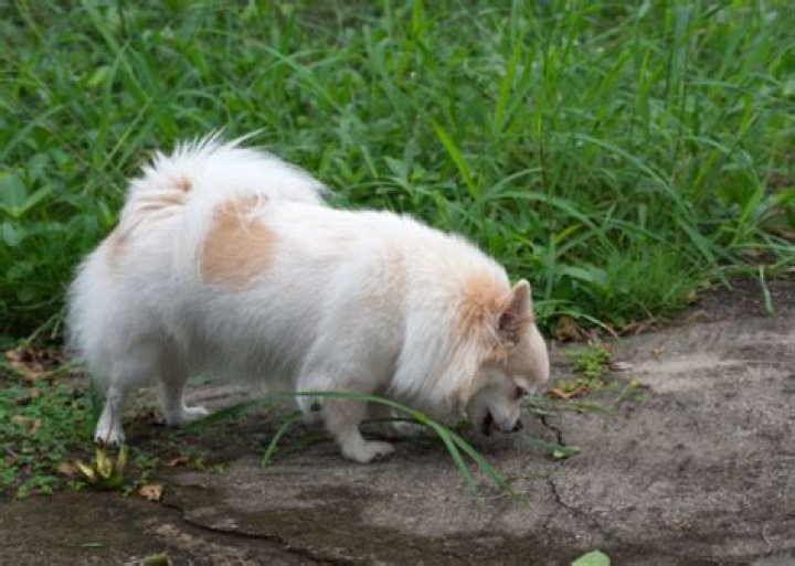 Should I give my dog water after vomiting?