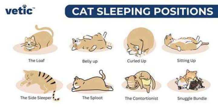 Should I wake my cat up during the day?