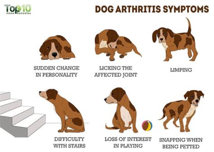 Should I walk my dog with arthritis?