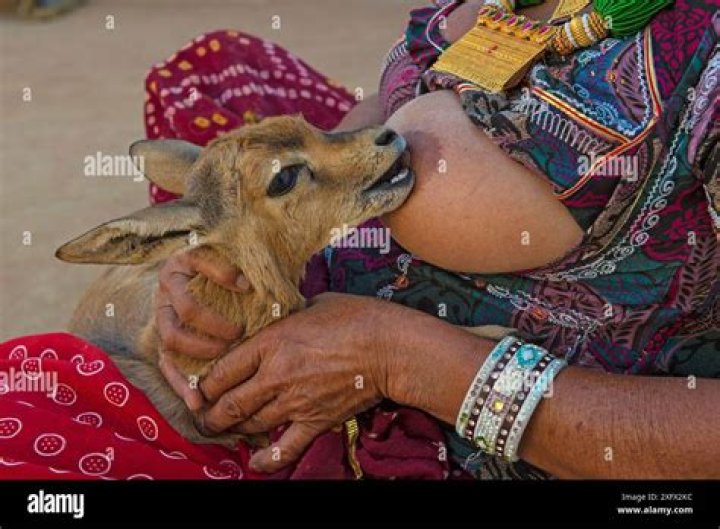What animal breastfeeds the longest?