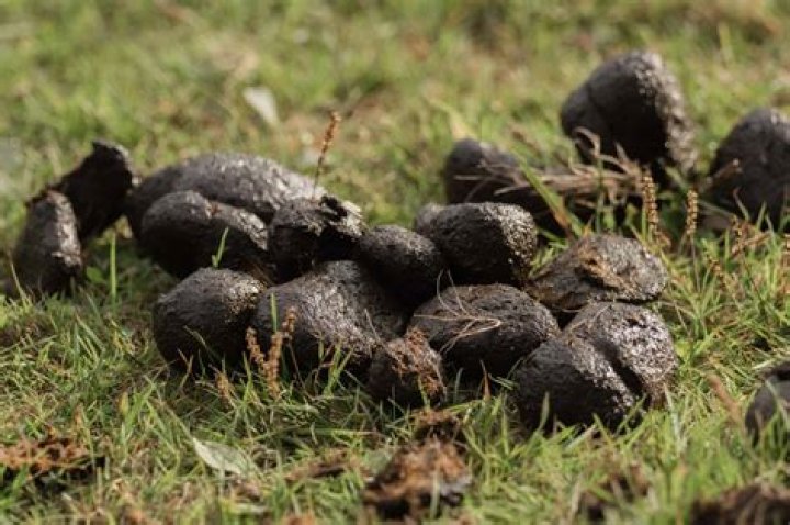 What animal has the weirdest poop?