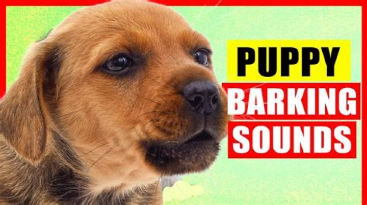 What are dogs doing when they bark?