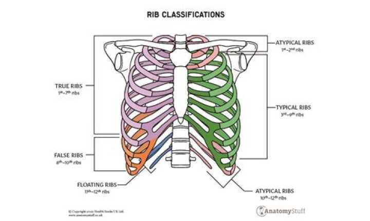 What are the 3 types of ribs?