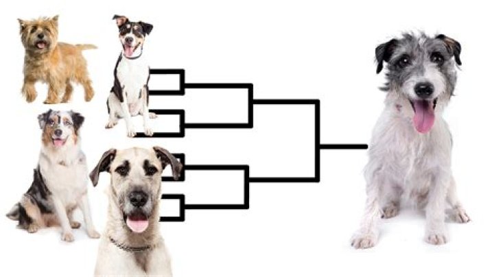 What are the signs of an inbred dog?