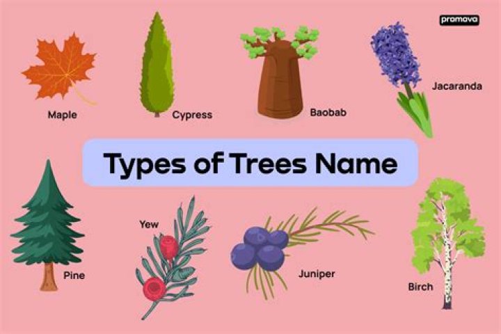 What are the weakest trees?