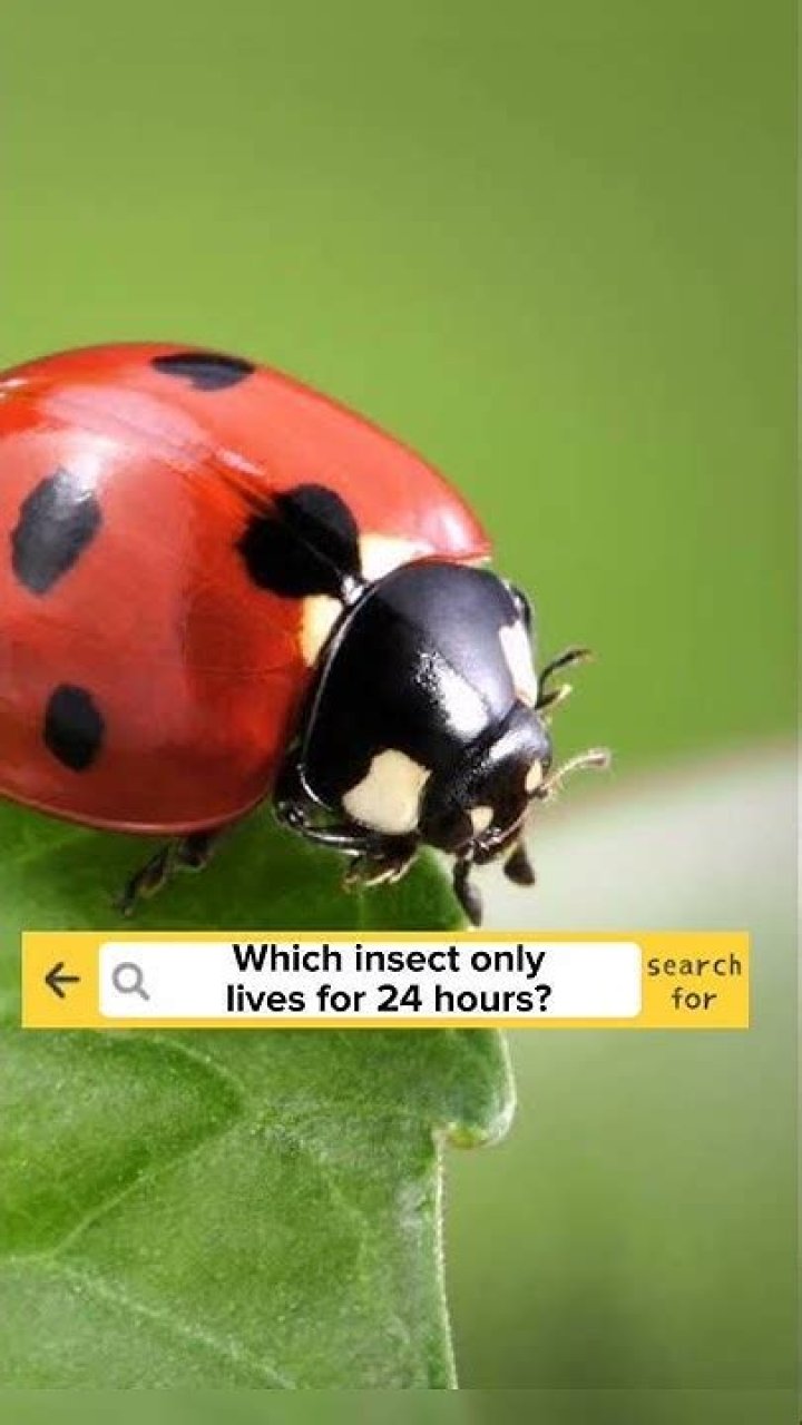 What bug only lives for 24 hours?