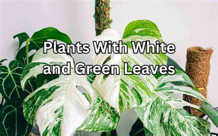 What can I polish plant leaves with?