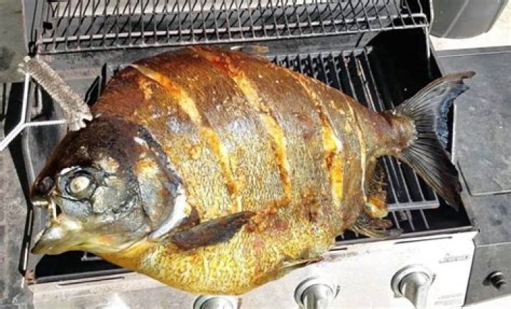 What do piranha taste like?