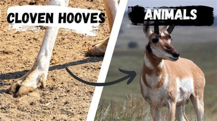 What does divide the hoof mean?