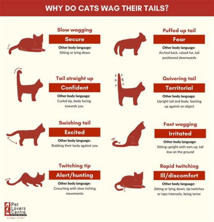 What does it mean when cows wag their tails?