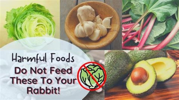 What foods are toxic to rabbits?