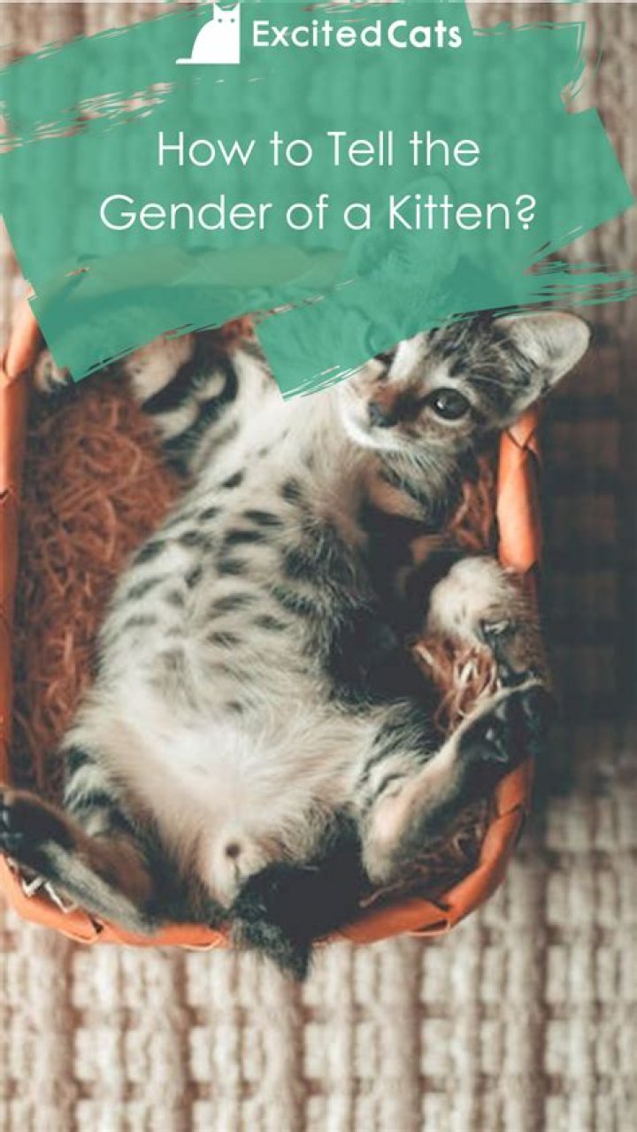 What gender of cat is friendlier?