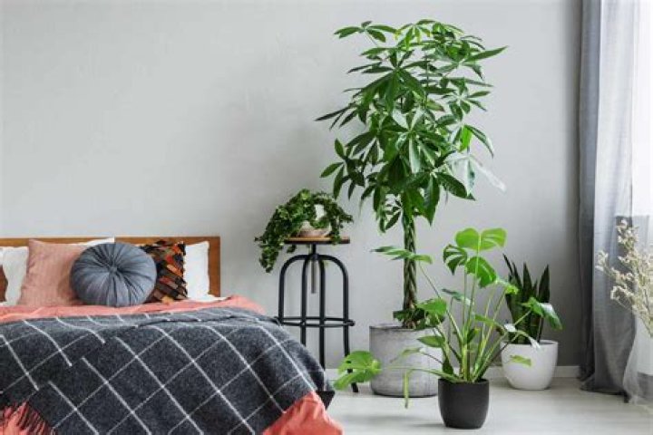 What is a good bedroom plant?