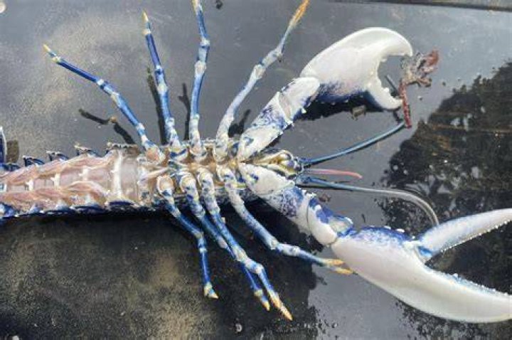 What is a vanilla lobster?
