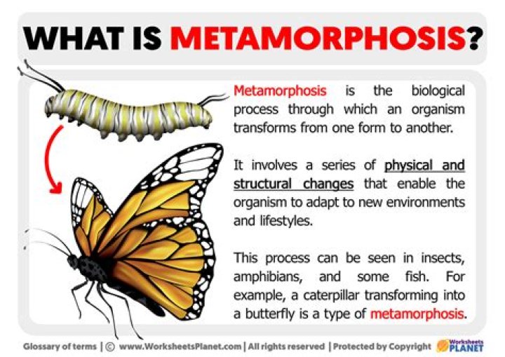 What is metamorphosis of a person?