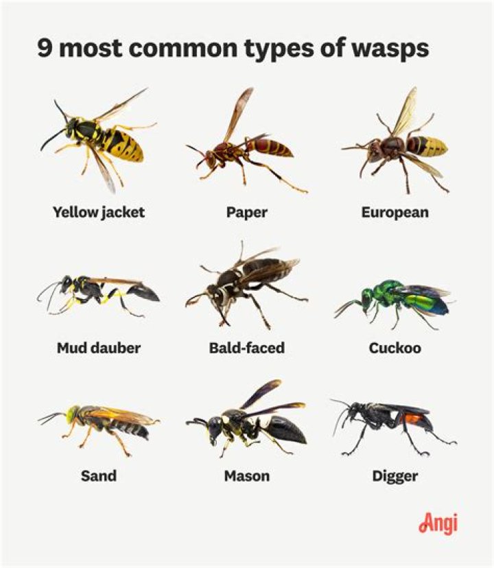 What is the difference between a wasp and a paper wasp?