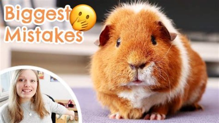 What is the most expensive guinea pig?