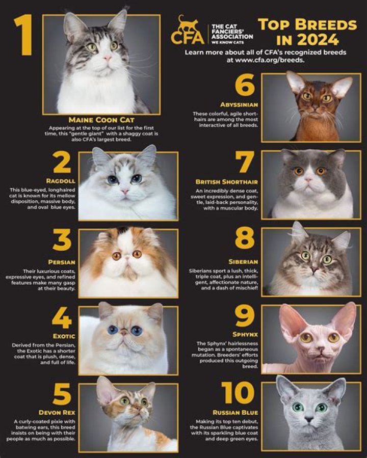 What is the most independent cat breed?