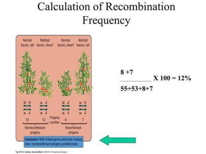 What is the recombination frequency?