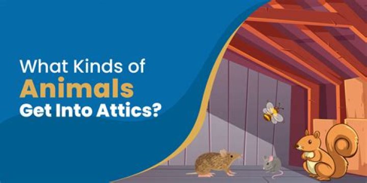 What kind of animals get into attics?