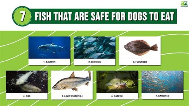 What ointment is safe for dogs?