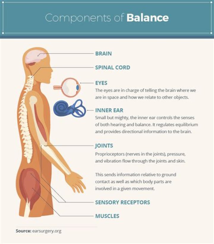 What part of the body controls balance?