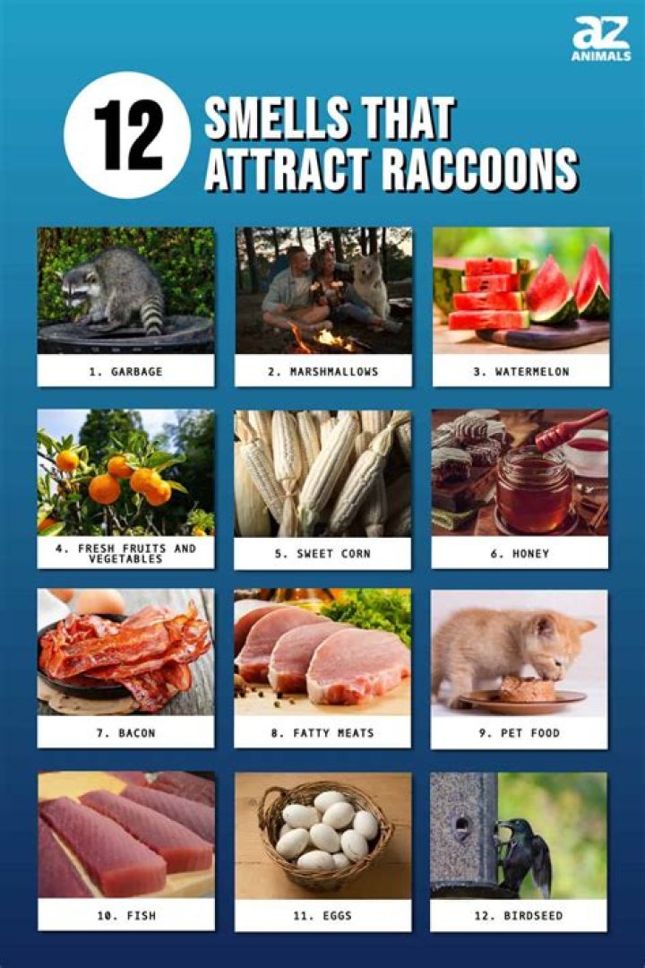 What scent attracts raccoons?
