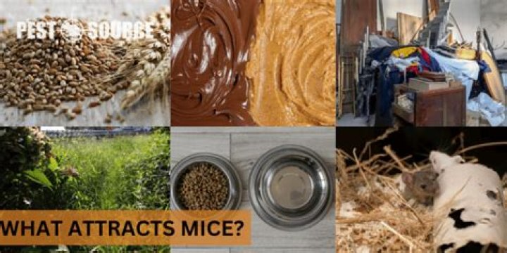 What smell attracts mice the most?