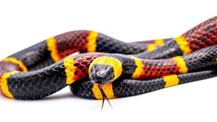 What snake is red yellow and black?