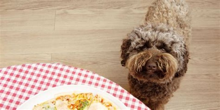 What table food can puppies eat?