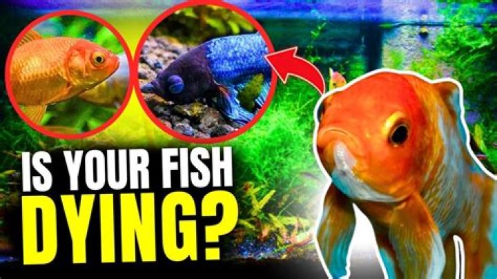 What to do if your fish is laying on the bottom?