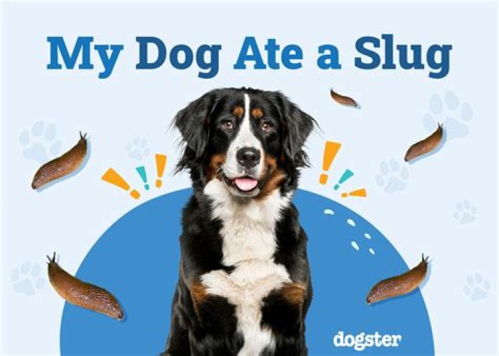 What would happen if my dog ate a slug?