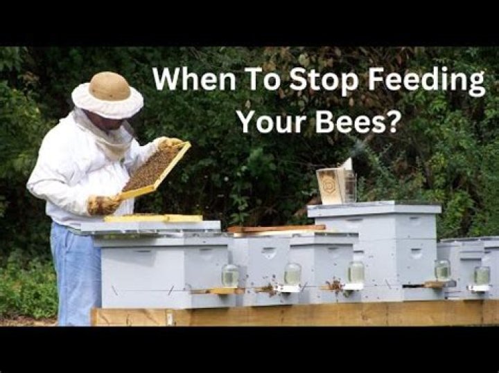 When should I stop feeding my bees in the spring?
