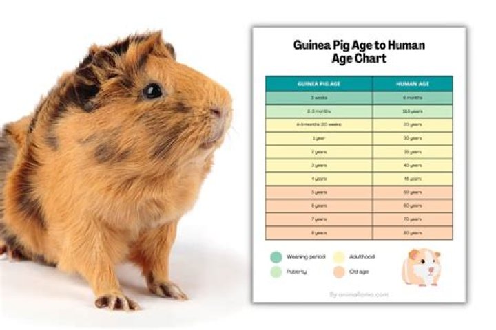 Where do guinea pigs like to be touched?