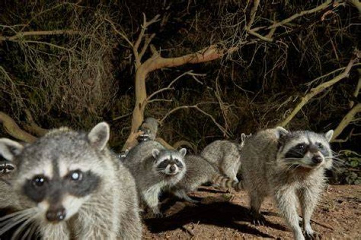 Where do raccoons urinate?