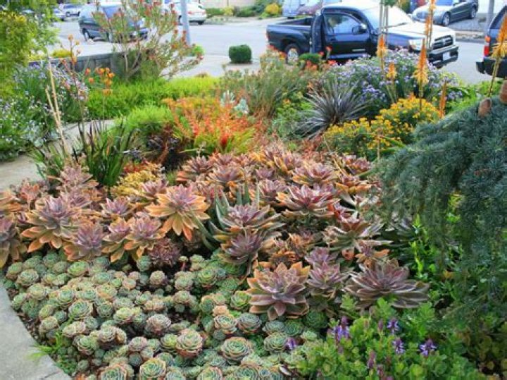 Where do succulents grow naturally?
