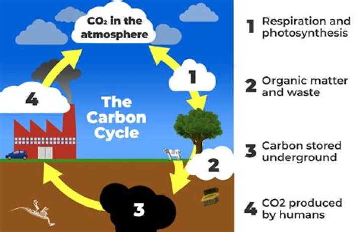 Which statement best illustrates why carbon is so important to life on Earth quizlet?