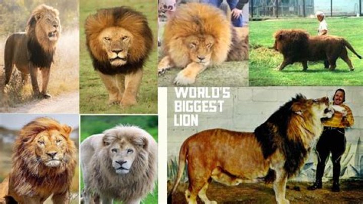 Who are the Lions biggest rival?