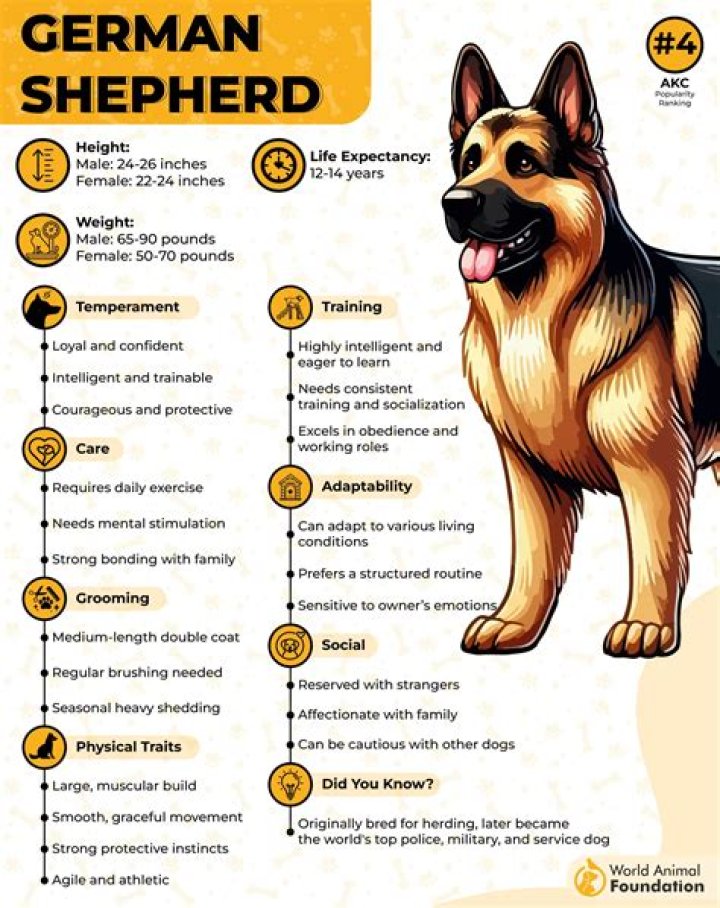 Why are half breeds stronger?