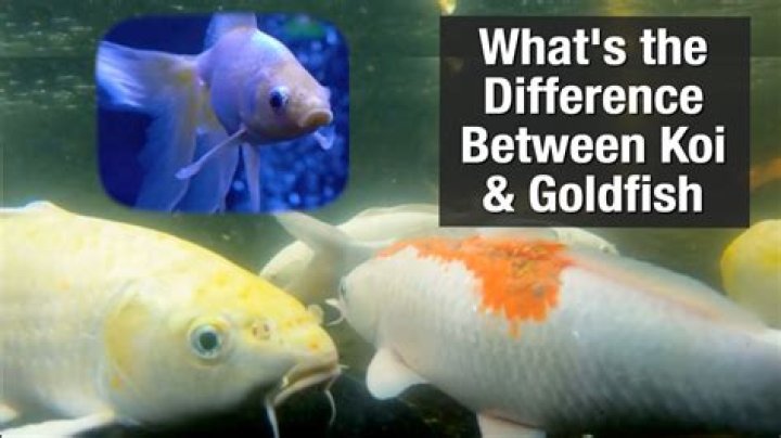 Why are my koi huddled together?