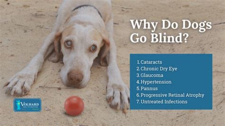 Why did my dog go blind overnight?