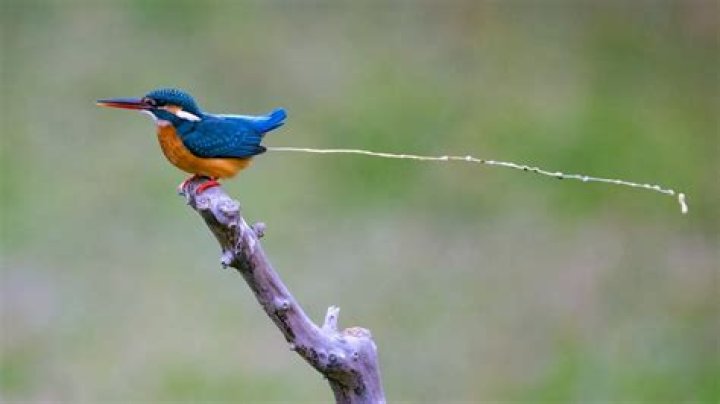Why do birds dip their tails in water?