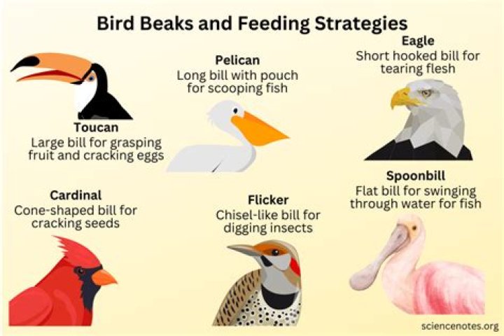Why do birds stare at me?
