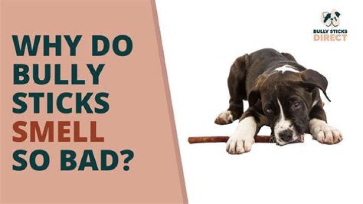Why do bully sticks smell?
