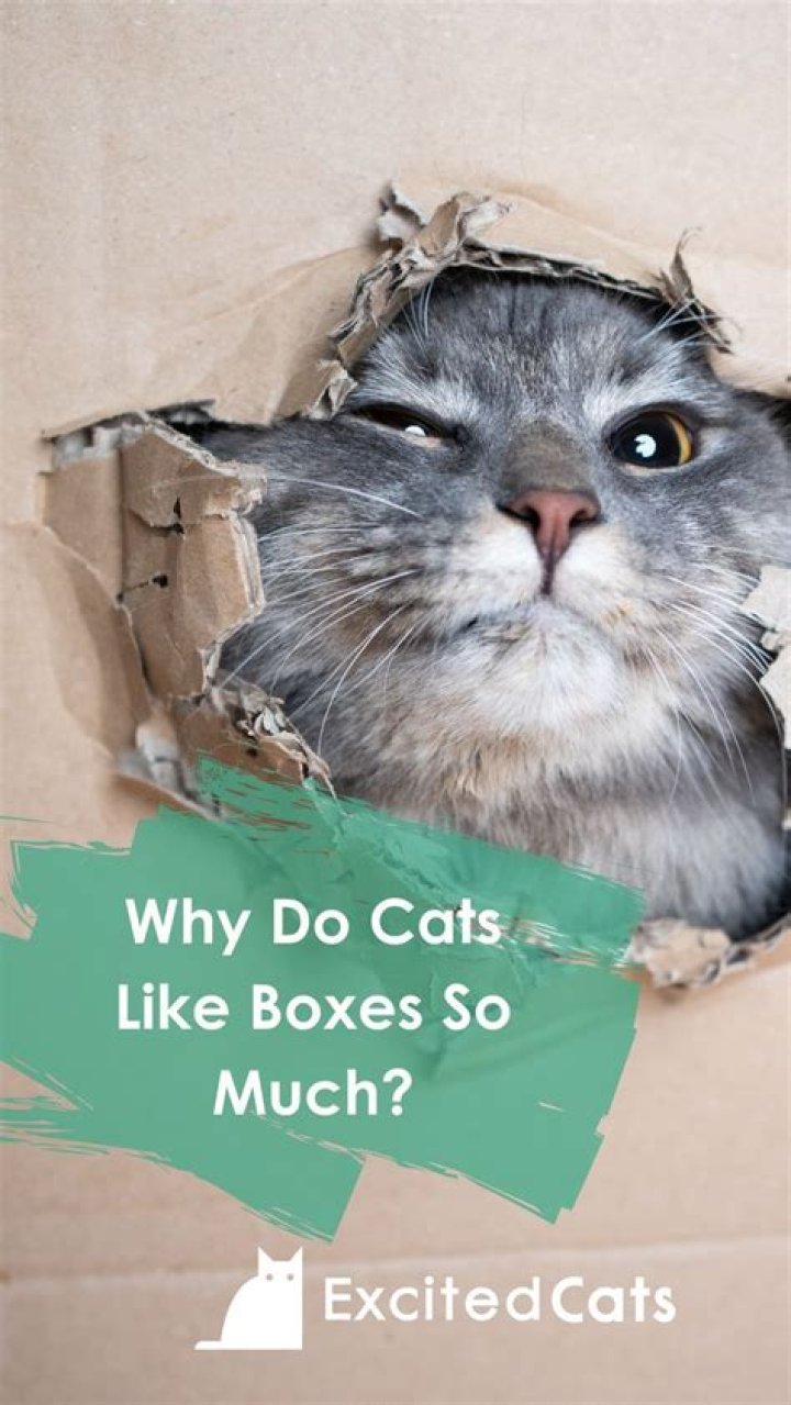 Why do cats like small boxes?