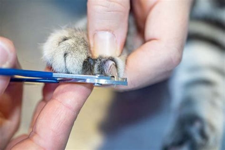 Why do cats nails split when cut?
