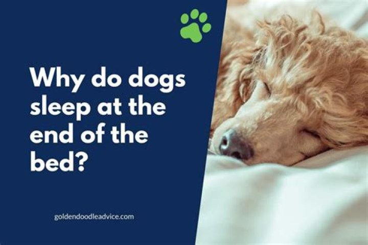 Why do dogs sleep at the end of the bed?